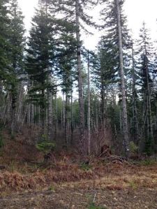 Thinned forest in the Wolf Creek area
